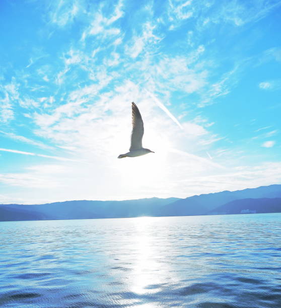 istock Seagulls flying over the sea 1460161937