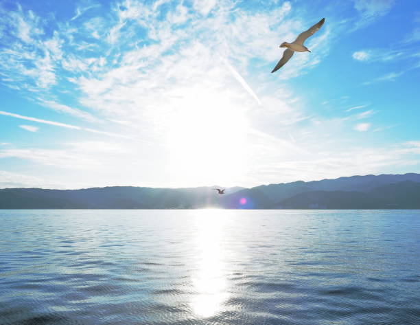 A flock of seagulls flying over the sea taken from a sightseeing boat