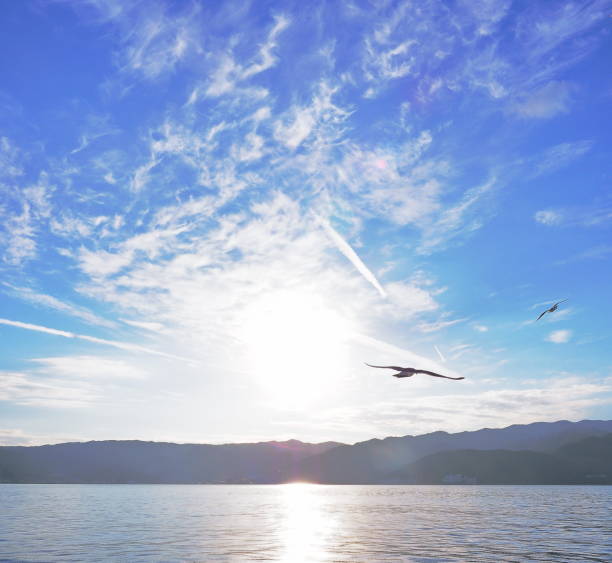 istock Seagulls flying over the sea 1460161950