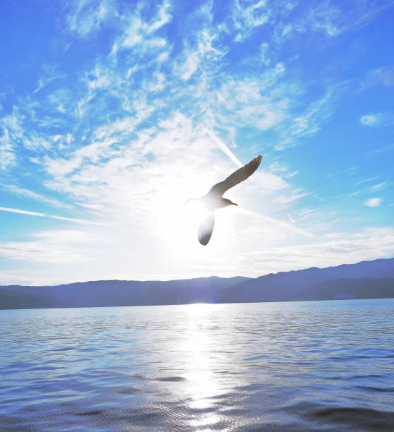istock Seagulls flying over the sea 1460161953