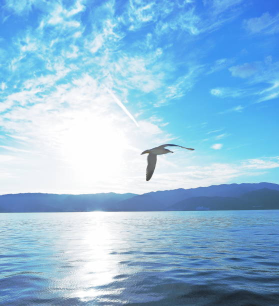 istock Seagulls flying over the sea 1460161955