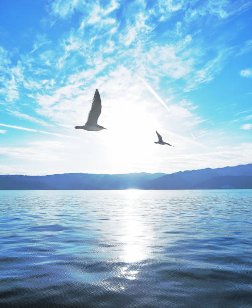 istock Seagulls flying over the sea 1460161961
