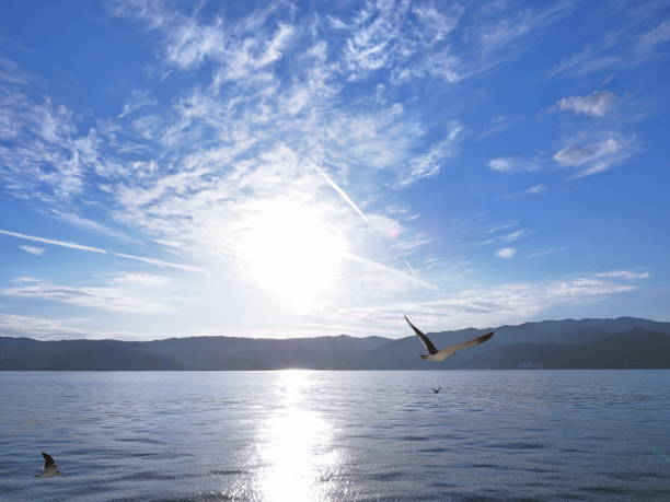 istock Seagulls flying over the sea 1460161965