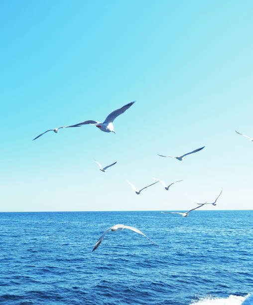 istock Seagulls flying over the sea 1460161992