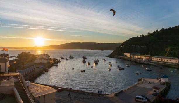 Malpica, Spain harbor at sunrise with yellow sky, fishing boats, and seagull in the sky stock photo