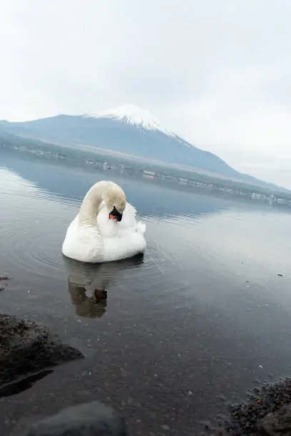 Photo of Swan and Mount Fuji