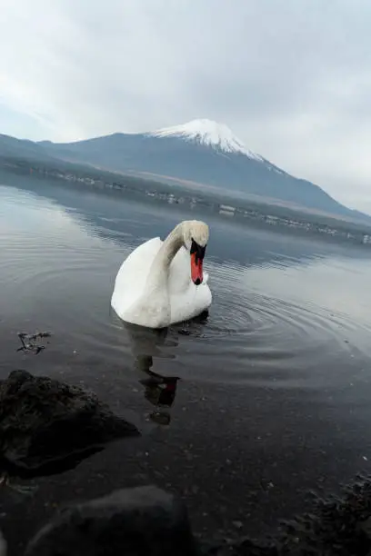 Photo of Swan and Mount Fuji