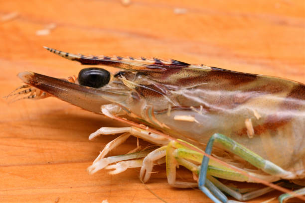istock Close-up photo of a fresh prawn head. 1460168273