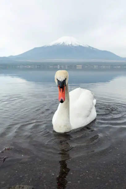 Photo of Swan and Mount Fuji