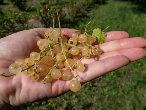 Handful of perfect ripe whitecurrants - cultivar of red currants (ribes rubrum) in the sunlight with nature background. Taste of summer