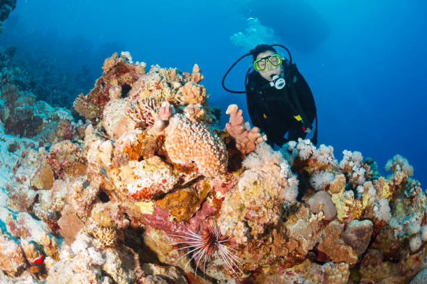 istock Underwater  Scuba diver explore and enjoy  Coral reef  Sea life Lionfish 1460171831