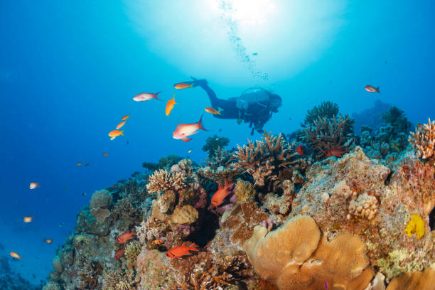 istock Underwater  Scuba diver explore and enjoy  Coral reef  Sea life 1460171851