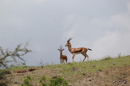 Indian gazelle is known as chinkara.it has small spiral horns.it can run fast.