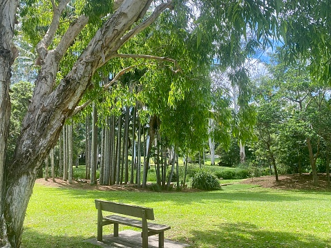Horizontal landscape of wood park bench on grass under paperbark gumtree looking out to tree lined lake in public park at Bangalow near Byron Bay Australia
