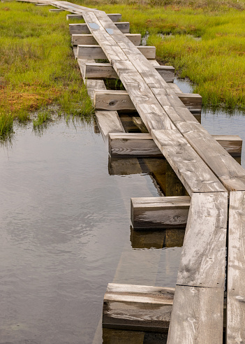 landscape with a pedestrian wooden footbridge over swamp wetlands with small pines. bog plants and ponds, a typical West-Estonian bog. Nigula Nature Reserve