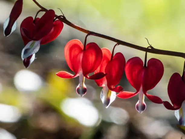 Beautiful macro of pendent, heart-shaped red and white flowers of bleeding-heart in bright backlight with blurred bokeh background in summer