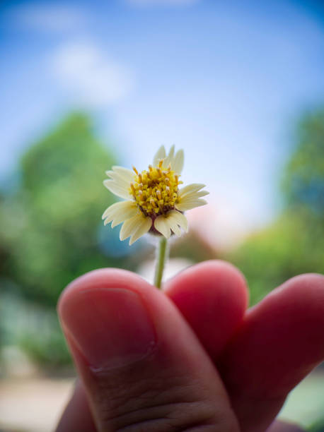 istock close up beautiful white daisy flower in fingers with isolated background 1460175016
