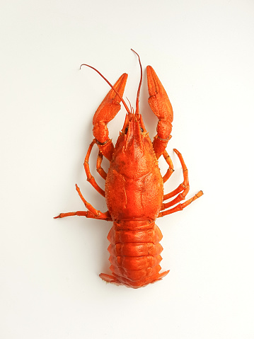 Cooked Red Crawfish Isolated on a White Background. High quality photo