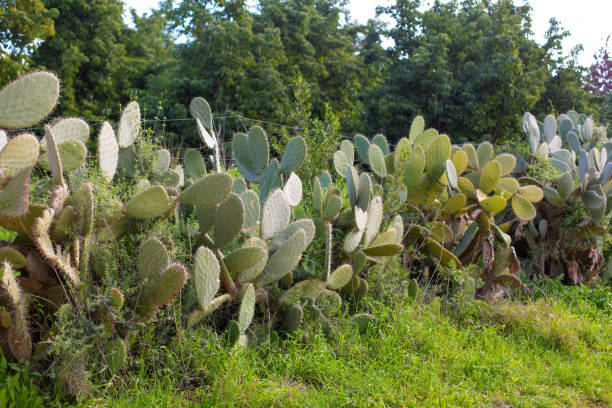 istock A large patch of thorns on a leaf of an indoor cactus 1460177581