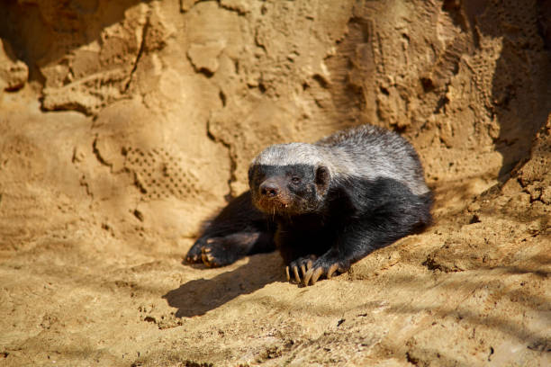 The Honey Badger Basks In The Sun On A Stone At The Zoo Stock