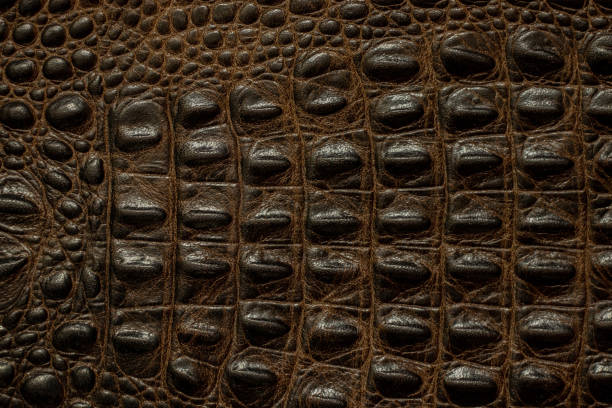 istock crocodile skin dark brown closeup as background 1460180565