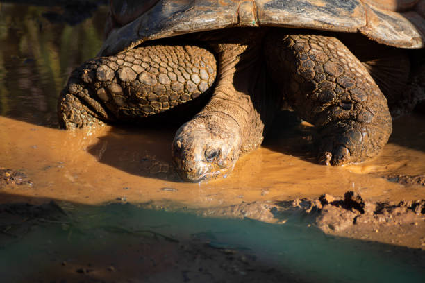 istock Portrait of a large desert tortoise at sunset 1460180652