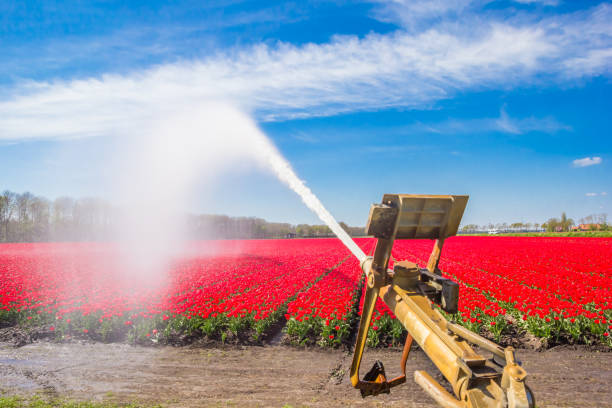 cañón de agua rociando los tulipanes en noordoostpolder - cañón de agua fotografías e imágenes de stock