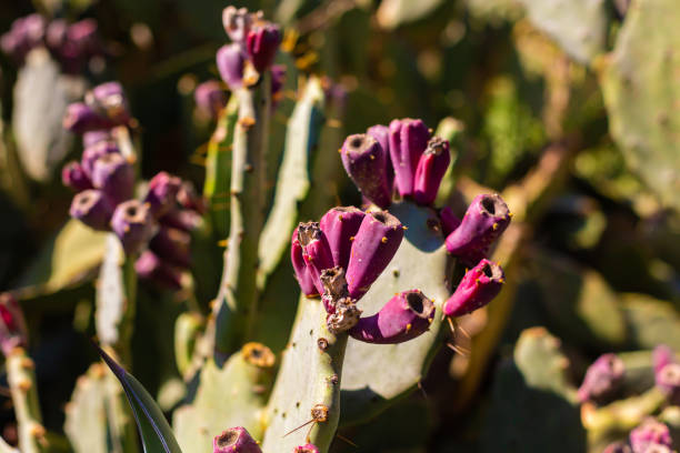 Flowering cactus. Flowers on cactus leaves.