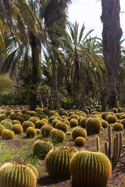 istock Cactus Valley. Cactus park. Green prickly plants 1460182310
