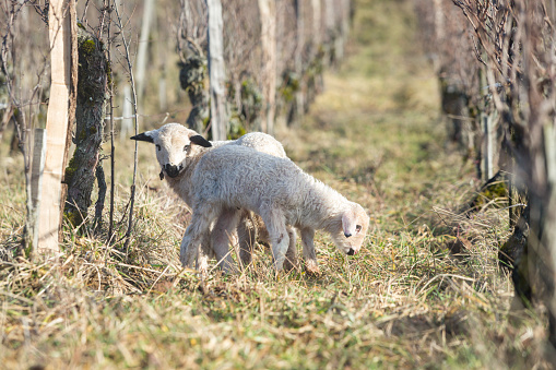 the winegrowers put sheep with their young in the vineyards to maintain the soil.