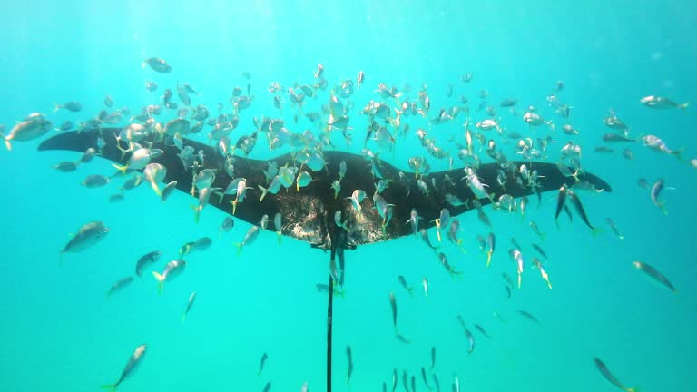 Swimming behind a large oceanic manta ray with a school of small fish sparkling in the sun around it