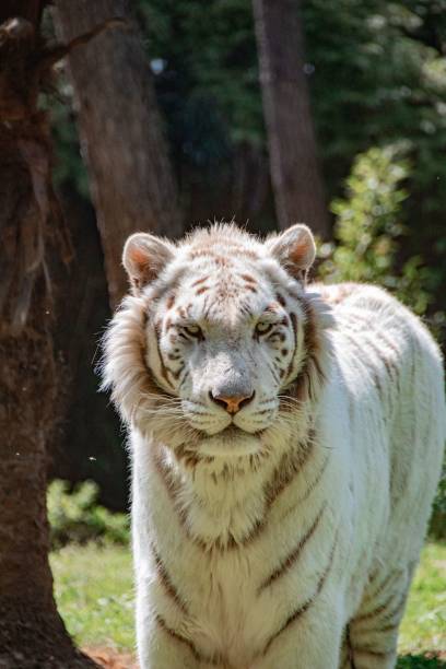 istock Vertical shot of a white tiger walking in a forest on a sunny day 1460186930