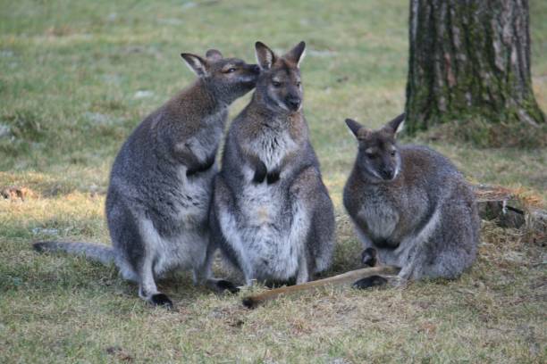 istock Closeup of kangaroos cuddling 1460187068