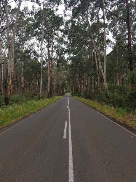 istock Vertical shot of a road surrounded by forests 1460187628