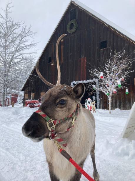 istock Vertical shot of a reindeer - Christmas concept 1460187631