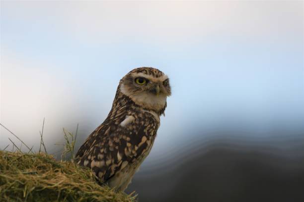 istock Beautiful Burrowing Owl perched on green grass against a blurred background 1460188226