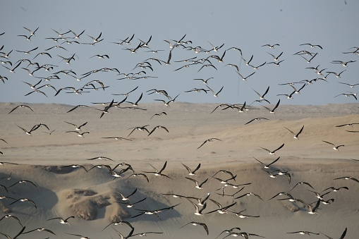 A flock of migratory birds in flight against the sky and desert landscape