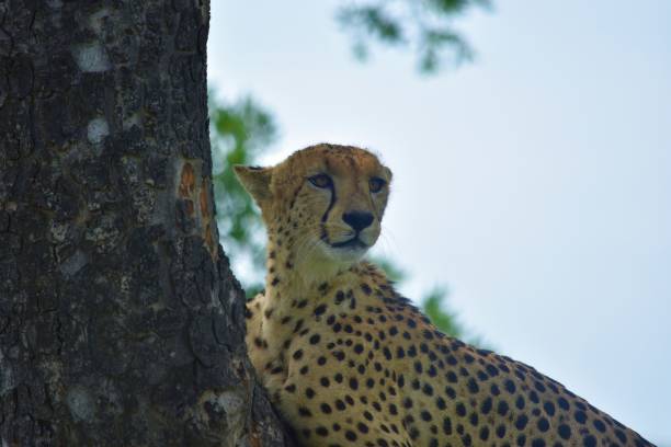 istock Closeup view of a majestic cheetah 1460189421