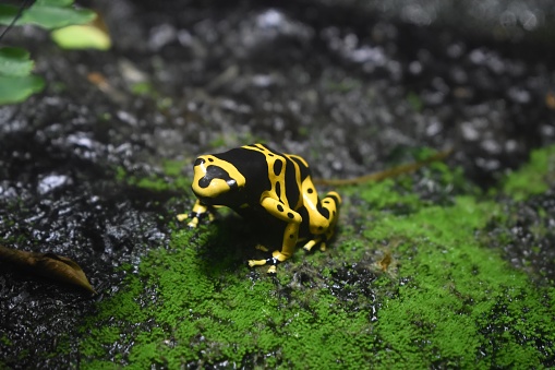 A closeup view of a yellow-banded poison dart frog on a moss covered wet stone