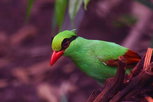 A closeup of a beautiful Javan green magpie