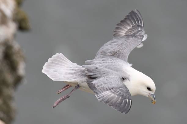 Closeup view of a flying Northern fulmar A closeup view of a flying Northern fulmar fulmar stock pictures, royalty-free photos & images