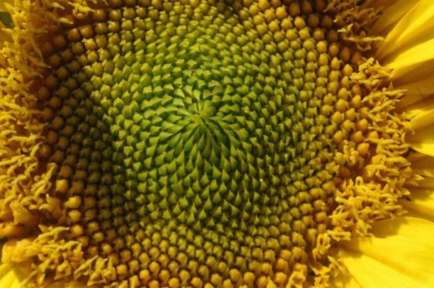 istock Macro of a beautiful yellow sunflower 1460191368