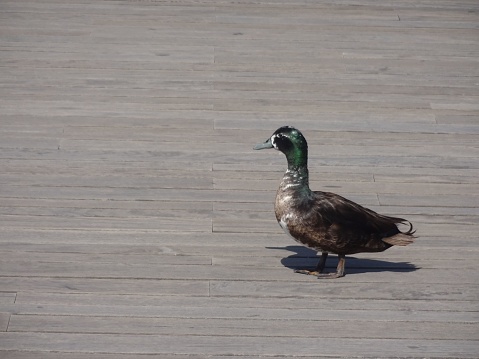 A closeup of a duck waddling on the wooden floor of a pier