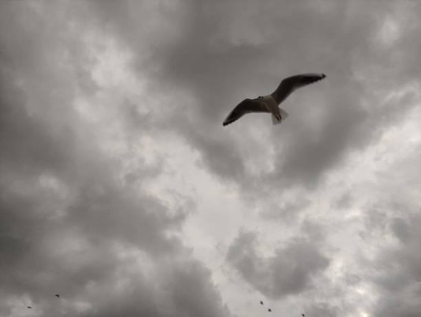 A grayscale low angle shot of a Black-headed gull with open wings flying in cloudy sky