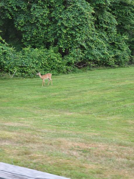 istock Young deer grazing on a pasture field 1460194158