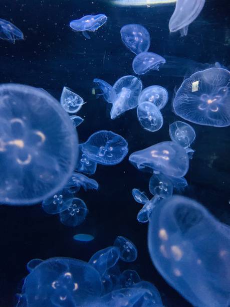 istock Illuminous Jellyfish with a dark background - aesthetic wallpaper 1460194249