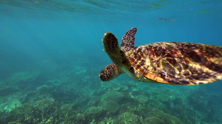 Bright green sea turtle swimming on the surface above coral reef