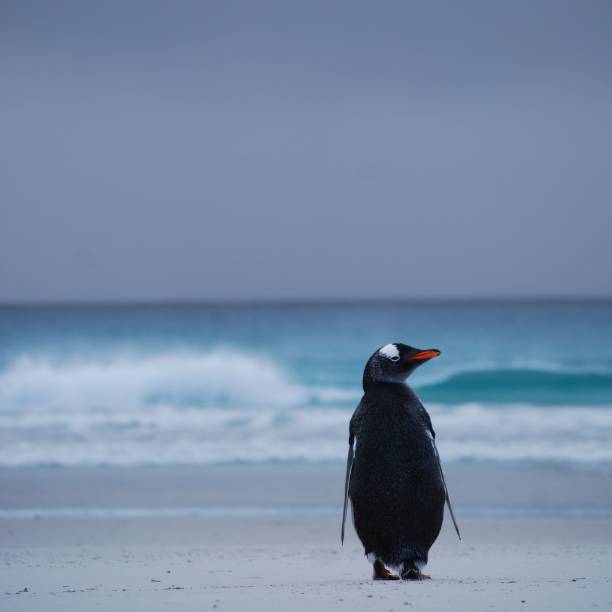 istock Bright lonely penguin on the shore with a sea in the background 1460194917