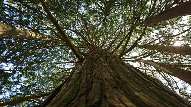 istock Low angle shot of a tree growing in a forest 1460195178