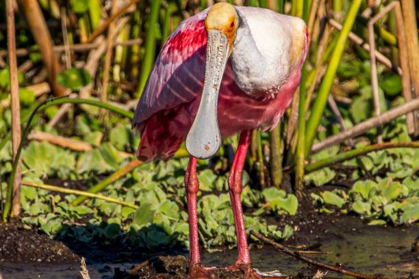 istock Beautfiul Roseate Spoonbills (Platalea ajaja) resting outdoors on the blurred sunny background 1460195361